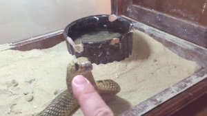 Egér kannibalizmus, Mouse cannibalism,  鼠标自相残杀。, Мышь каннибализм ,
