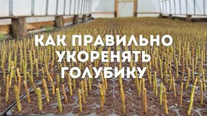 Как укоренить голубику из черенка. Подробная инструкция