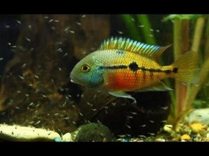 Никарагуанская цихлазома (лат.  Hypsophrys nicaraguensis)
