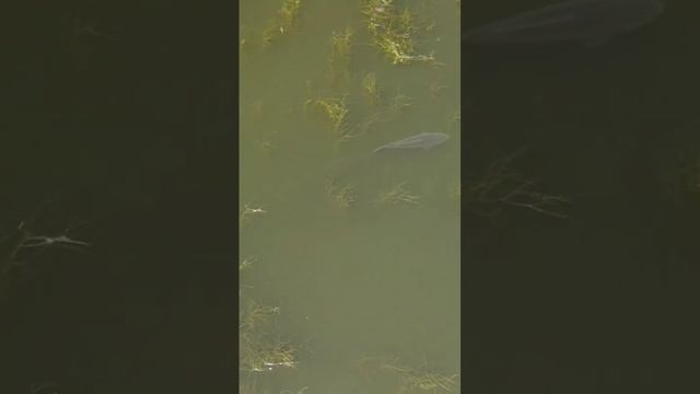 В поиске сазана #bowfishing #dartfishing #slingshotfishing #охотанарогатку #сазан #рыбалкасрогаткой смотреть онлайн