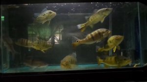 Cichla monoculus, kelberi, azul, orinoco feeding