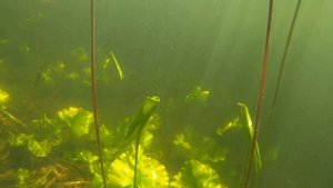 Подводные приключения: исследование озера Дерганово (Кулебаки)