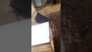 Самая сильная пчелосемья на пасеке. Вид на начало мая .Основная порода - дальневосточная пчела.