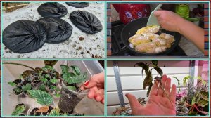 Лучше чёрных блинов не придумали. Одни как бешеные, другие не дают продукт. Сочное блюдо из куриной