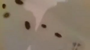 хомяки в ванне