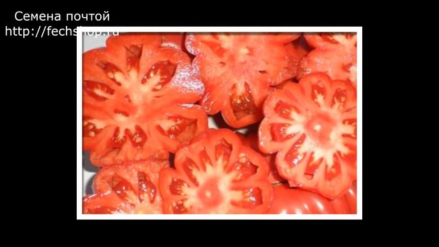 Лучшие сорта томатов, самые урожайные помидоры для теплиц, супер томаты для посадки в 2020 году