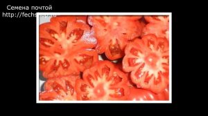 Лучшие сорта томатов, самые урожайные помидоры для теплиц, супер томаты для посадки в 2020 году