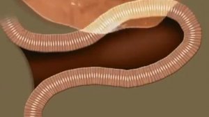 Пищеварительная система организма.