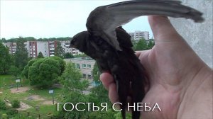 Прилетела -улетела