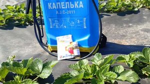 Профилактическая обработка клубники осенью от заболеваний, как ее проводить и какими препаратами.