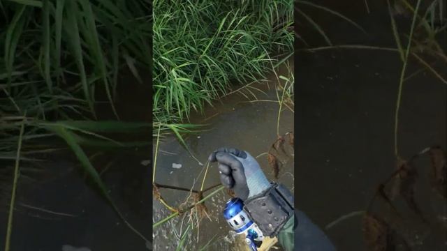 Первый выход в сентябре #рыбалкасрогаткой #slingshotfishing #рыбалка #охота #охотасрогаткой смотреть онлайн