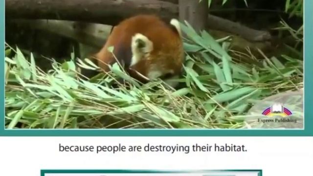 Lesson for 8th grade.The theme:Red Panda