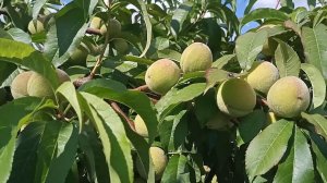 Формирование персика и прореживание плодов.Обработка.