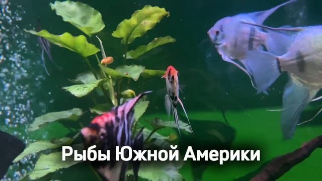 Рыбы Южной Америки