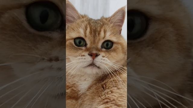 А ну ка вставай давай  #cat #смешнойкот #смешныекоты #cutecat #юмор #милыекоты #милыекотята #мем