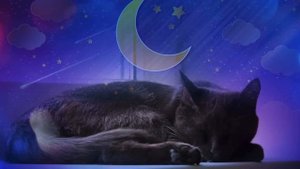 «Коты-воители. Стань диким!» слушать сказку глава 1-я 🐈🐈⬛🐈🐈⬛