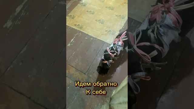 Нашли кошечку на улице #11 #операция #помощь #кошка #нашли #малыш #cat #опухоль
