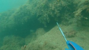 Подводная охота на ЗУБАРИКА и МАРМИРА