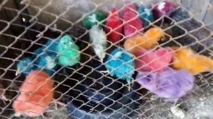 Чучапарвари дар Точикистон !!! Боз як навигарии нав // Чучаи Инкубатор