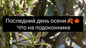 последний день осени🍁🍂 что на подоконнике