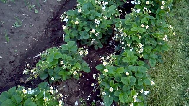 Butterfly torrent смотреть онлайн