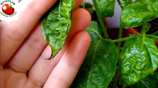 Ценная шпаргалка ПЕРЕЦ будет доволен.