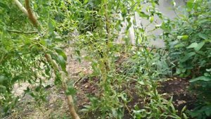 декоративная ива кучерявая