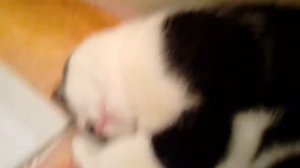 КОТИК БАРСИК ПОЁТ ГИМН РОССИИ смешной кот Бася поёт песни РОССИЙСКИЙ КОТ НАУЧИЛСЯ ПЕТЬ!