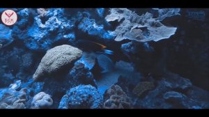 Tropic Marin - Для красивой подводной жизни. Соль и добавки для морского аквариума. (Русский язык)