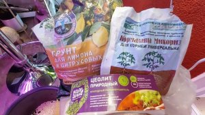 Пересадка кумквата перевалкой 06.04.2024 #кумкват #garden #комнатные_растения #саднабалконе #цитрус