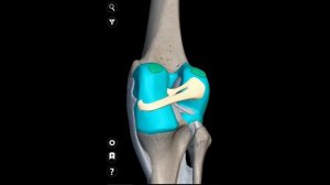 коленный сустав анатомия