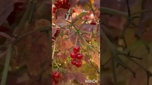 Наиля Авхадиева ,,Баланнар"