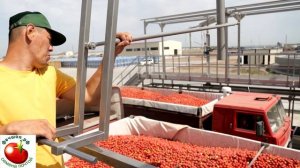 Если внутри томата проросли семена. Как быть?