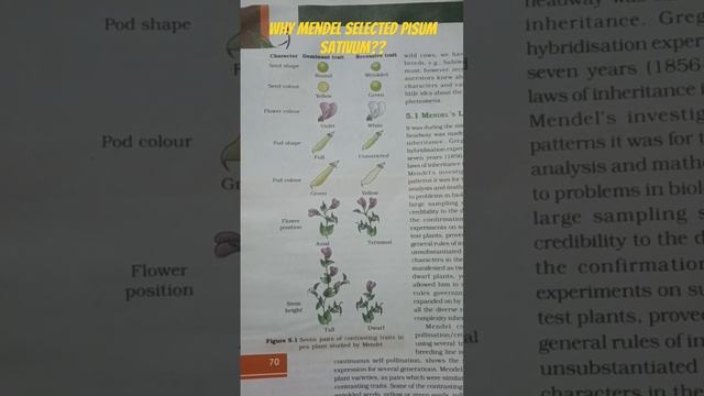 Pisum sativum - pea plant #mendel #genetics #biology #ncert #neet #viral #cbse смотреть онлайн