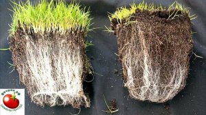 Семена ТОМАТОВ с микоризой| ХОРОШО или ПЛОХО?