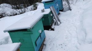 контроль кормов у пчел. рассуждения о весне.