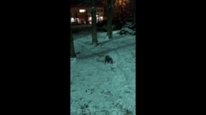 басик гуляет. Зима❄⛄