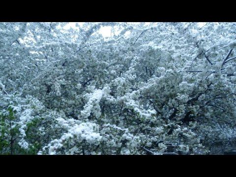 Бахмут Артемовск , снег в апреле?