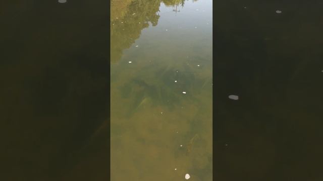 с высоты птичьего полёта #dji смотреть онлайн