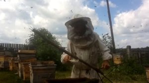 Посадка роя в улей севший на 2 рамки.5 е июля. Продолжение.
