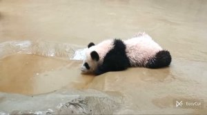 🐼Маленькая Катюша научилась пить воду Panda China