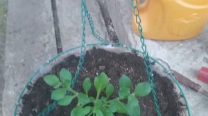 Петуния посадка уход советы по выращиванию Начинаем высаживать растения на участке