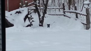 Пьяная белка