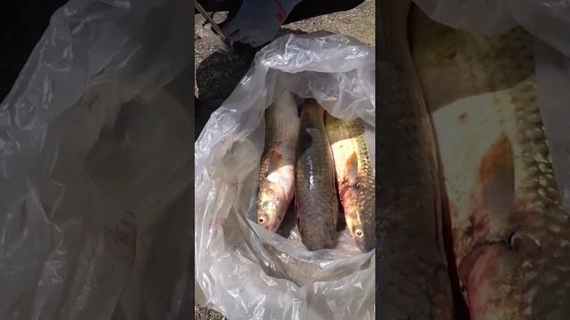 Каждому по пеленгасу #slingshotfishing #охотасрогаткой #huntingrussia #рыбалкасрогаткой смотреть онлайн