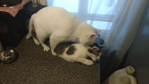 Два голубых кота из Европы.