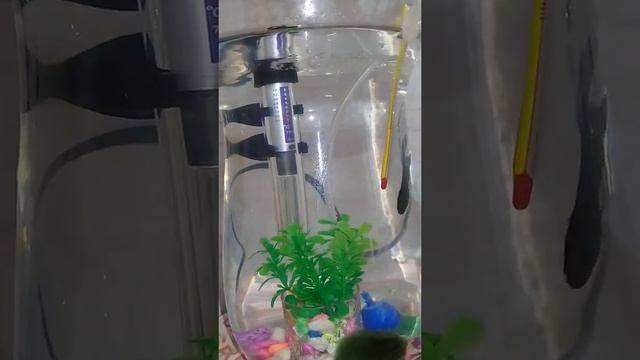 петушок Бетта смотреть онлайн