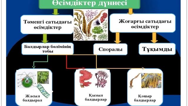 Тірі ағзалардың алуантүрлілігі
