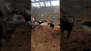 Бесплатные бактерии курам и козам на подстилку.