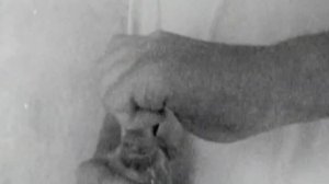 Левостороннее движение_Посмотри на кого ты стал похож ᴴᴰ