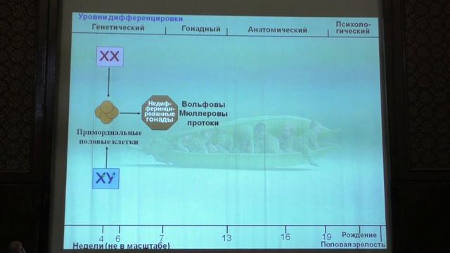 Ким А. И. - Генетика - 10. Детерминация пола. Патологии детерминации пола